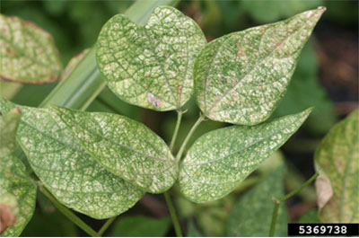 Fig. 12B: Photograph of leaf damage caused by two-spotted spider mites.